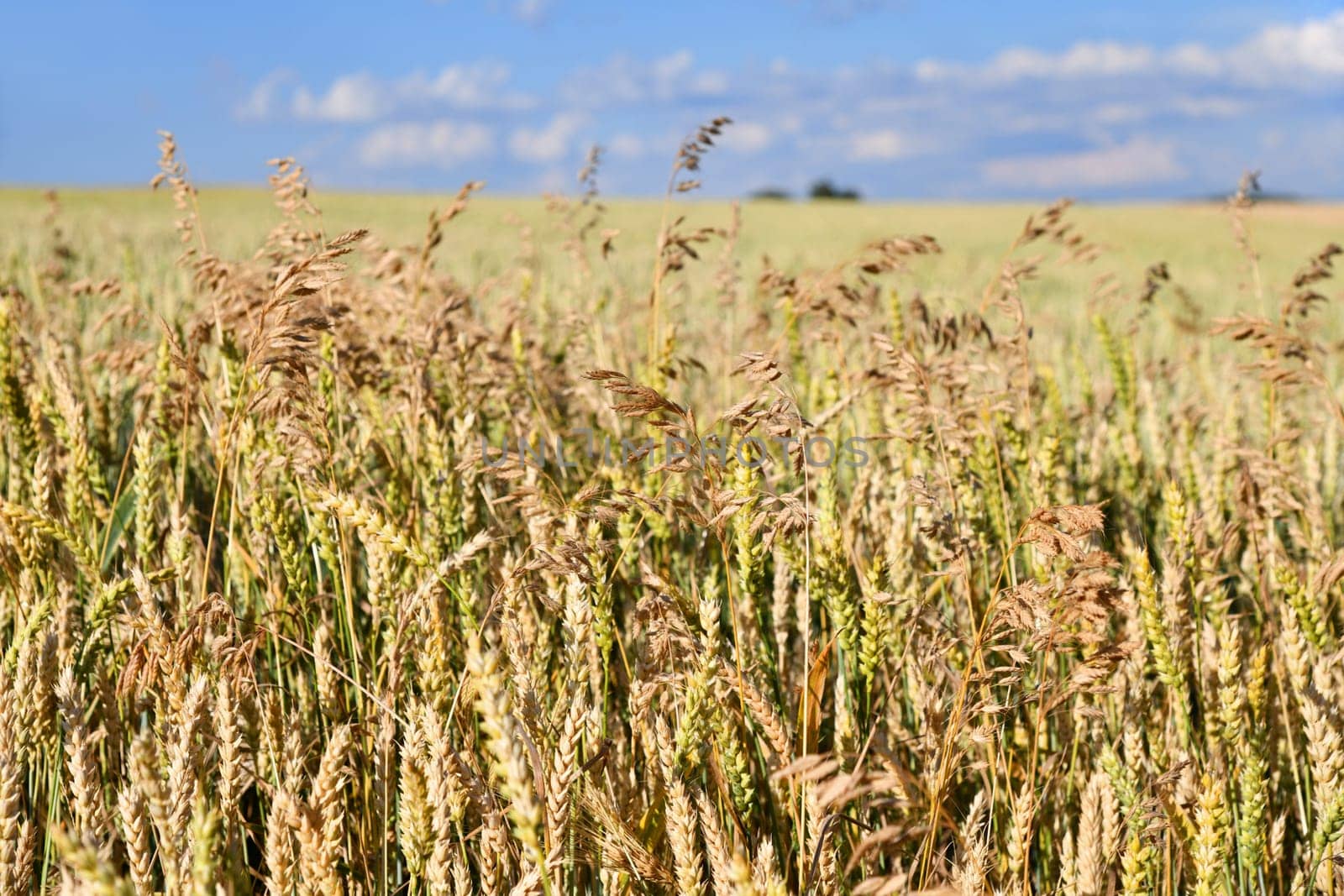 Wheat field with fine grasses