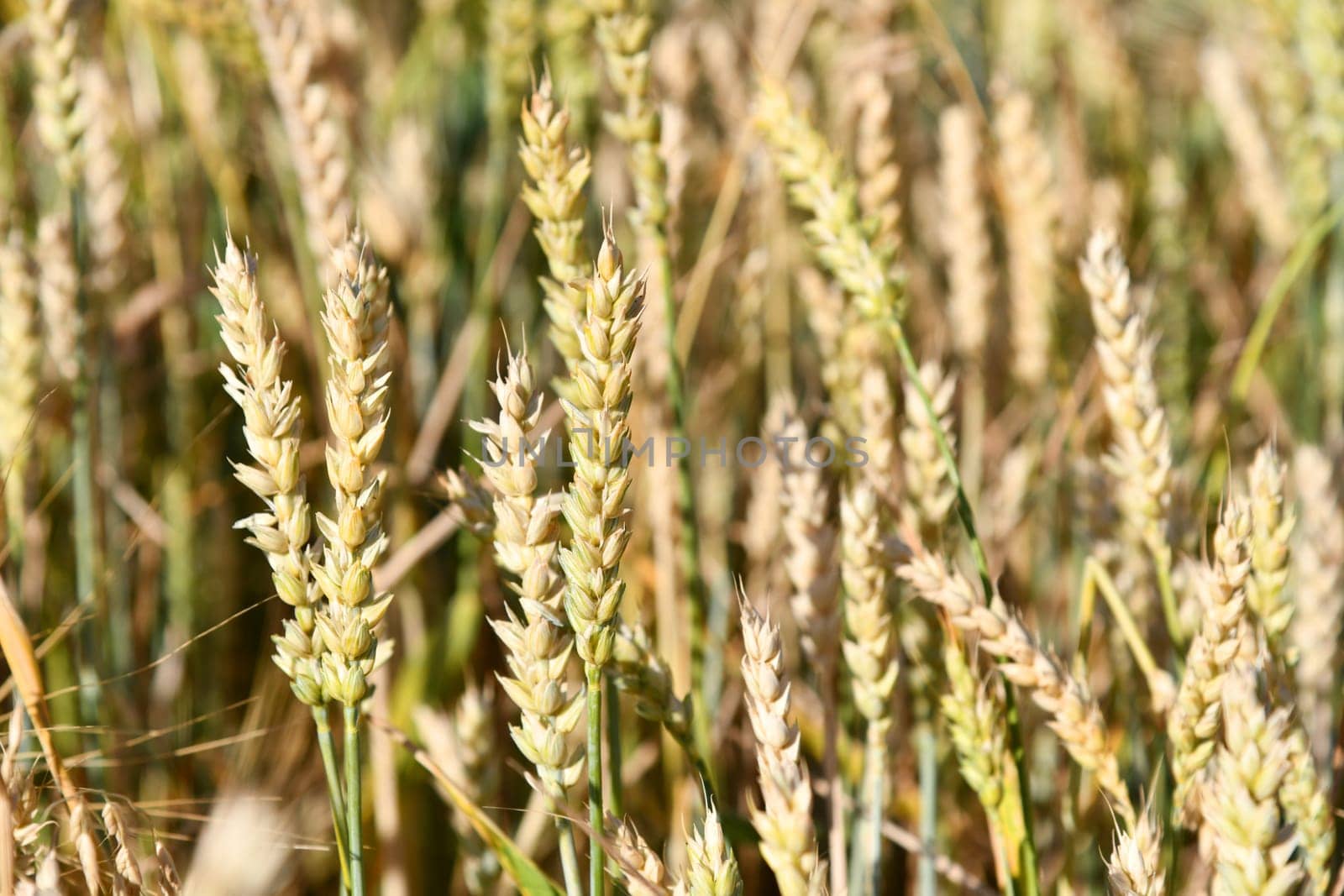 Wheat field with fine grasses
