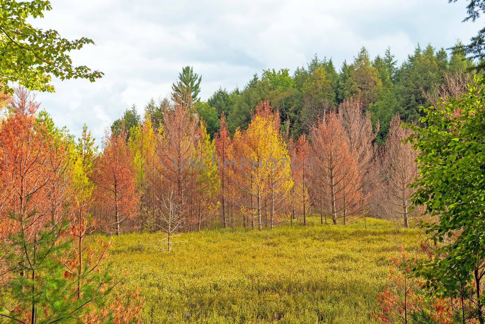 Colorful Trees in a Flooded Wetland on Clark Lake in the Sylvania Wilderness in Michigan