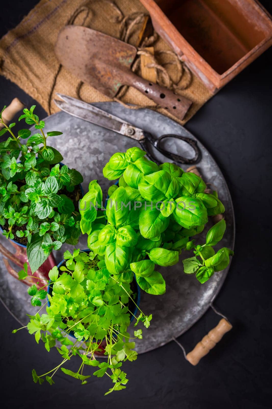 Natural plants and herbs in pots, green garden on a balcony. Urban gardening and home planting.