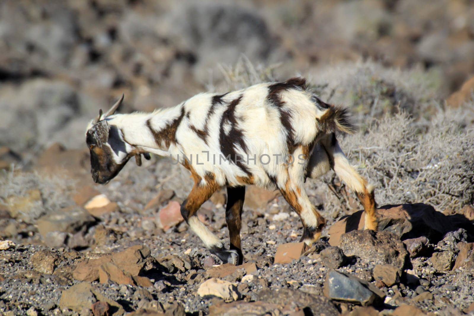 A goat, mountain goat climbs over barren rock.