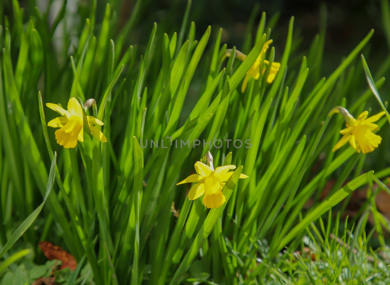 Lots of daffodils, daffodils on a flower area.