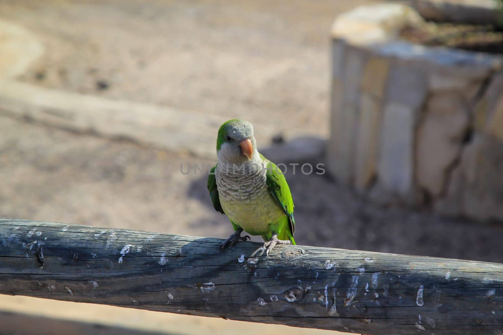 Portrait, close up of monk parakeet on Fuerteventura.
