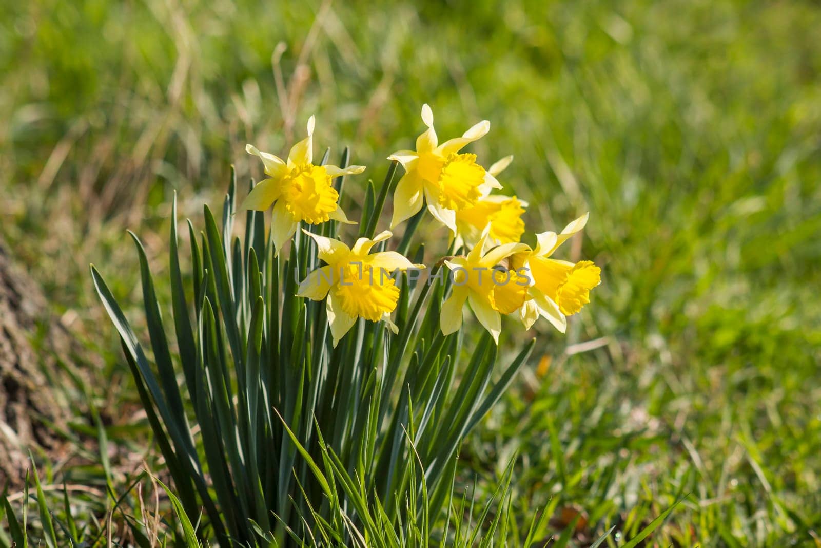 the daffodil, Narcissus pseudonarcissus, yellow narcissus flowers in a park, springtime