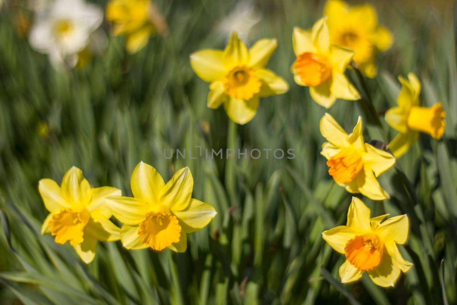 the daffodil, Narcissus pseudonarcissus, yellow narcissus flowers in a park, springtime