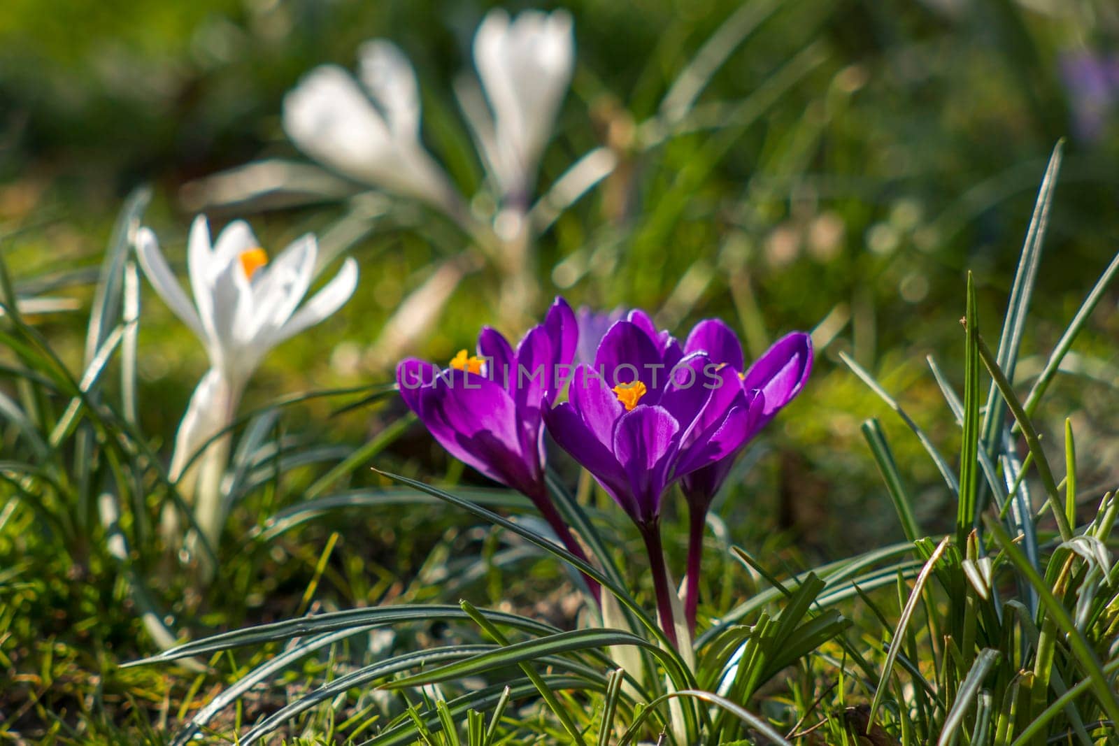 crocus - one of the first spring flowers in the garden - soft focus