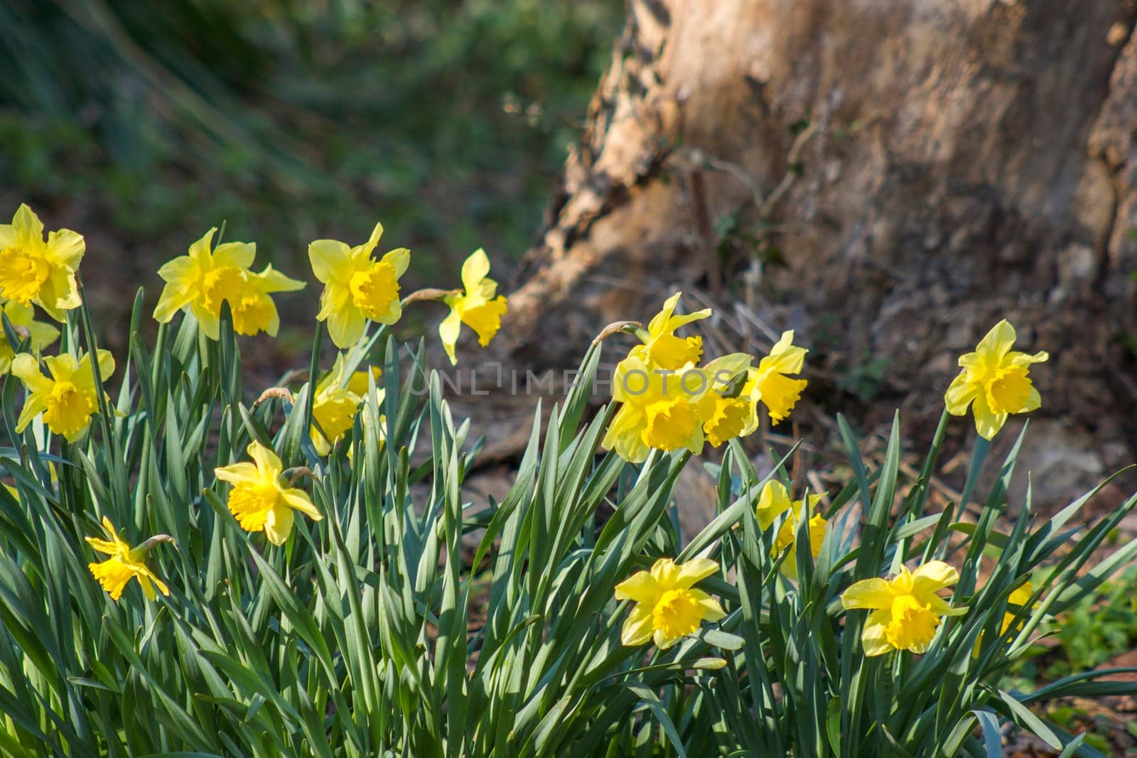 the daffodil, Narcissus pseudonarcissus, yellow narcissus flowers in a park, springtime