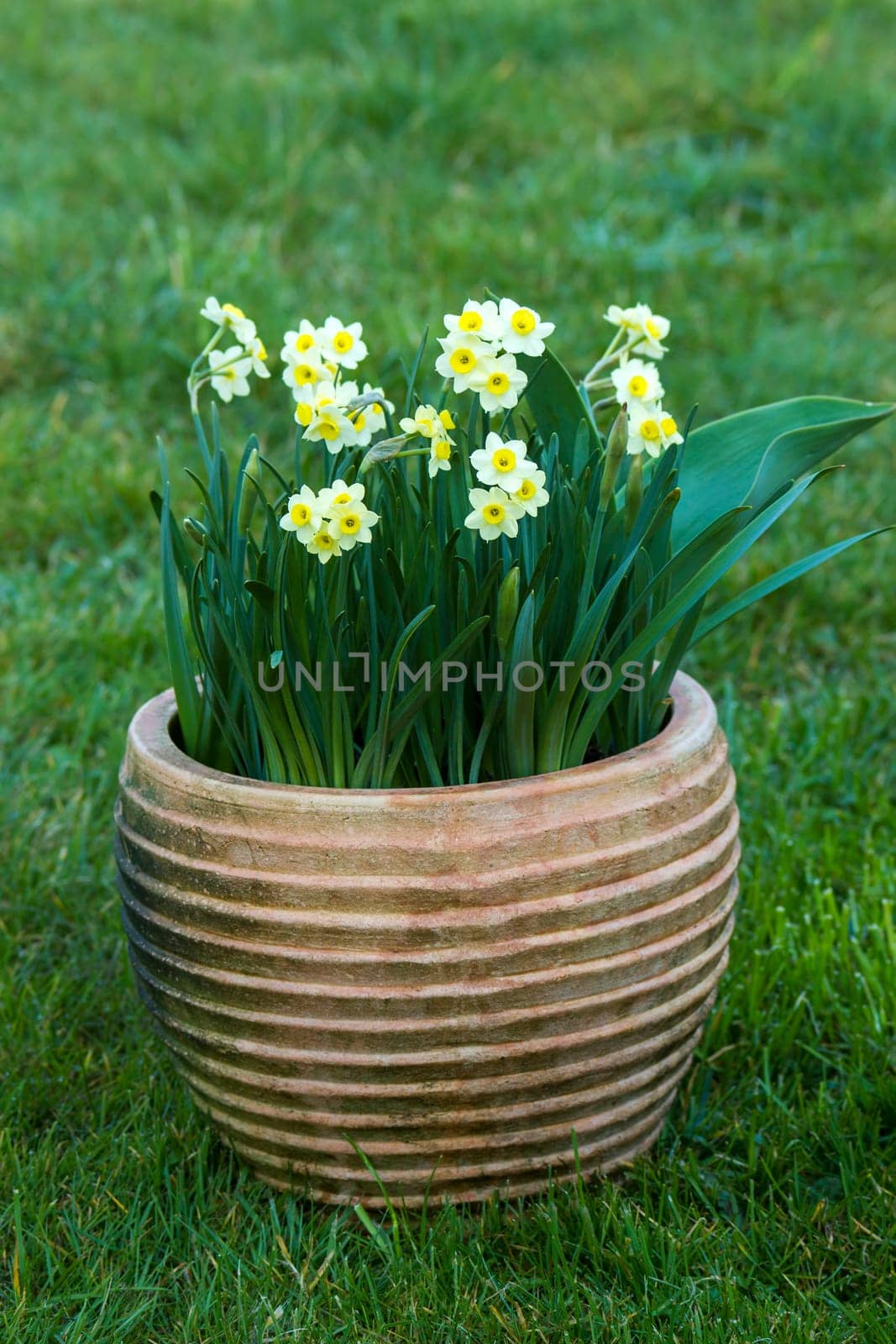 Narcissus pseudonarcissus, narcissus flowers in a clay pot, springtime