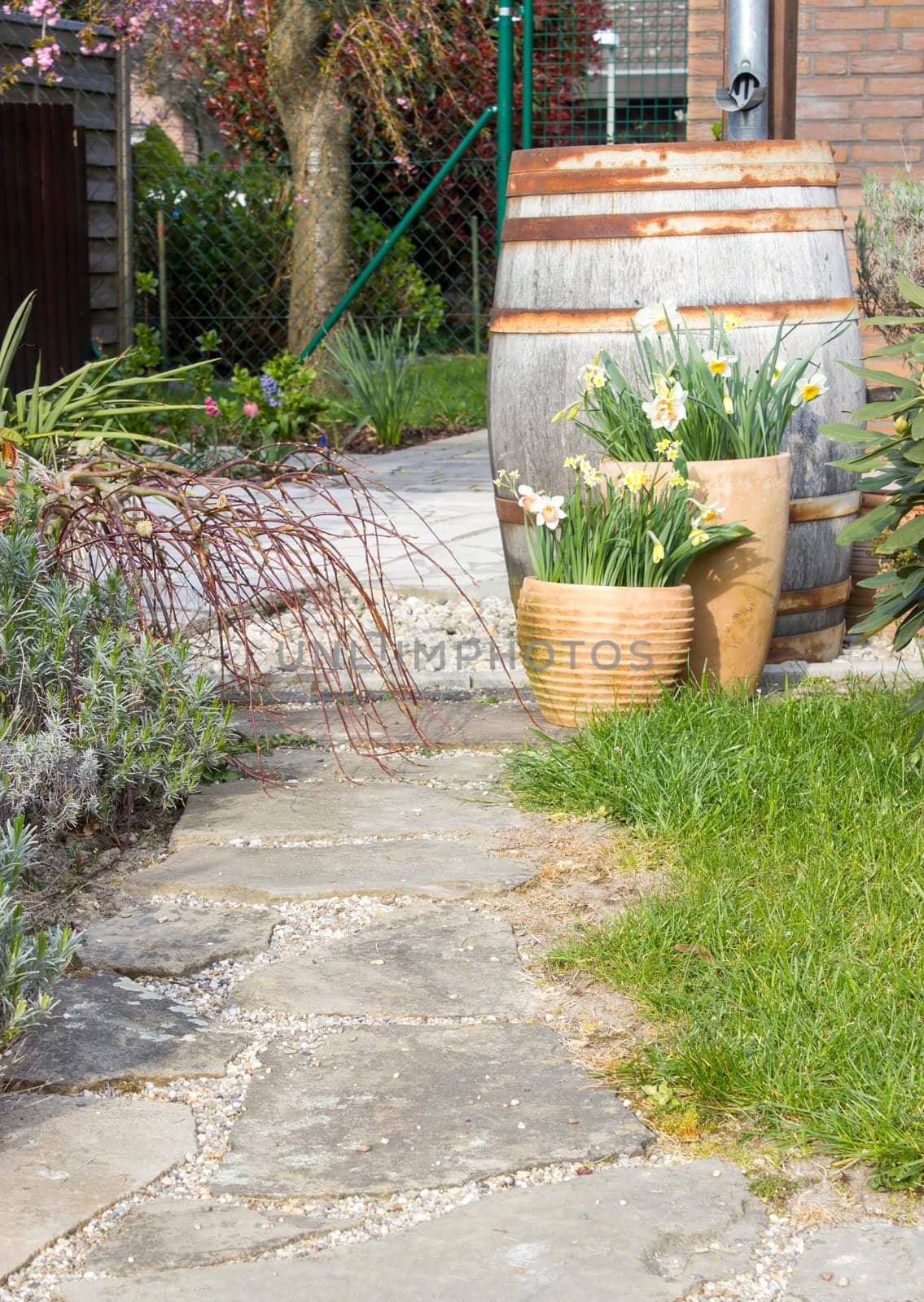 rustic garden -  blooming spring flowers