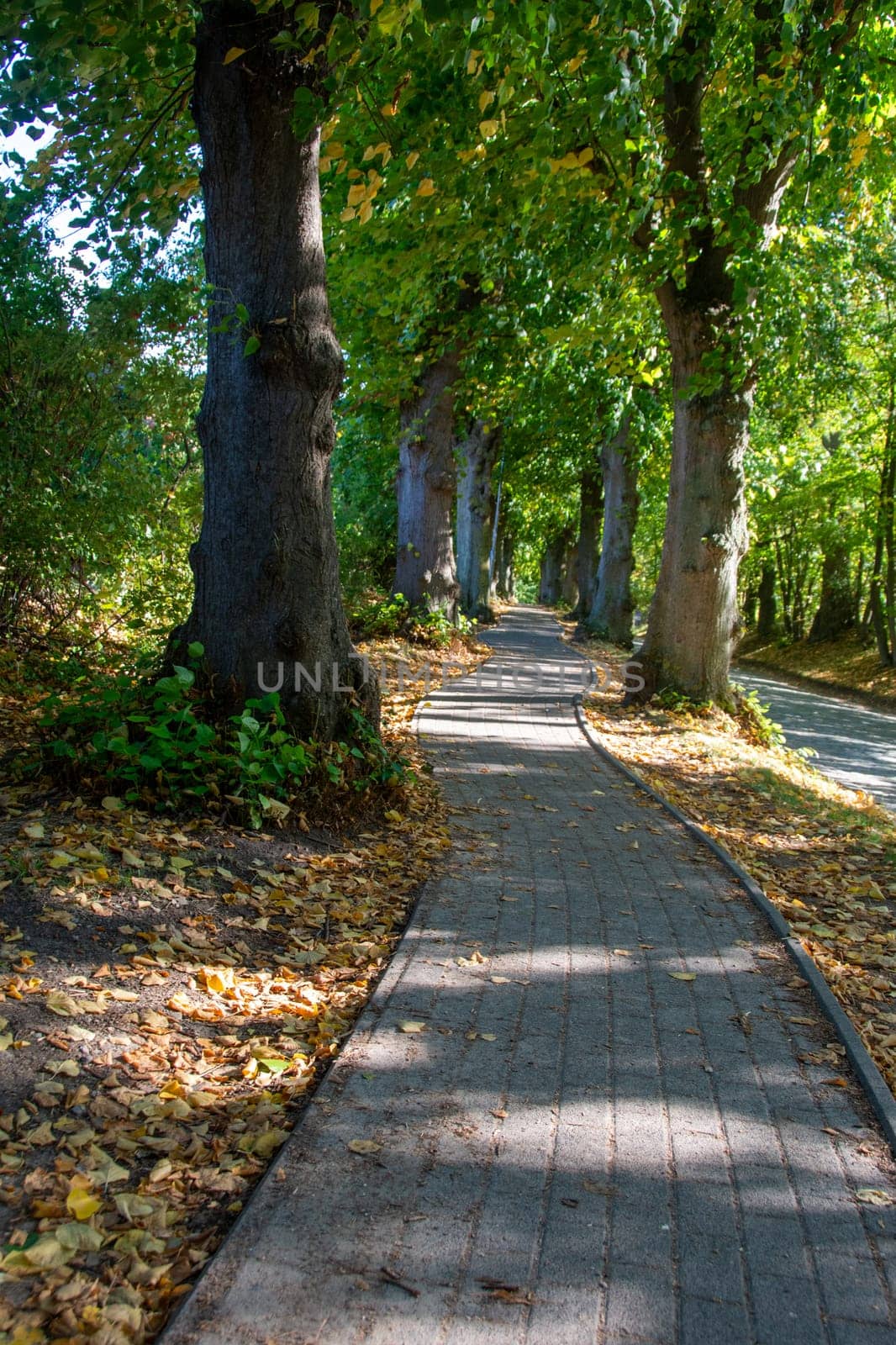 Paved path between green trees by sunshine