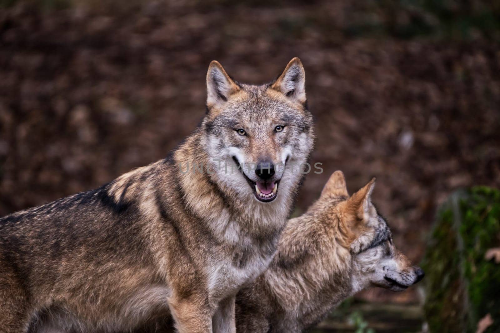 Pportrait of a smiling wolve and its compagnion