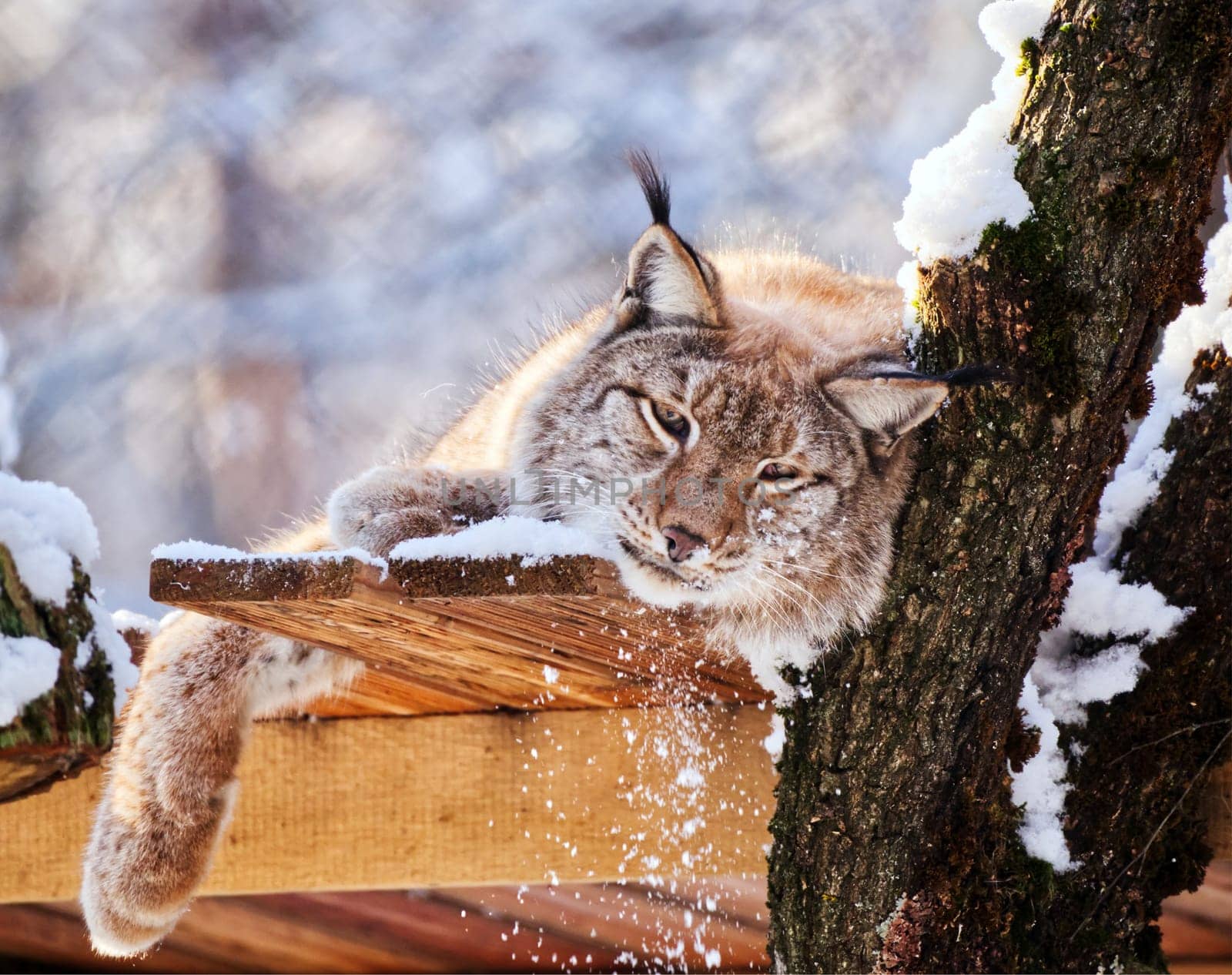 tired ynx resting in snow