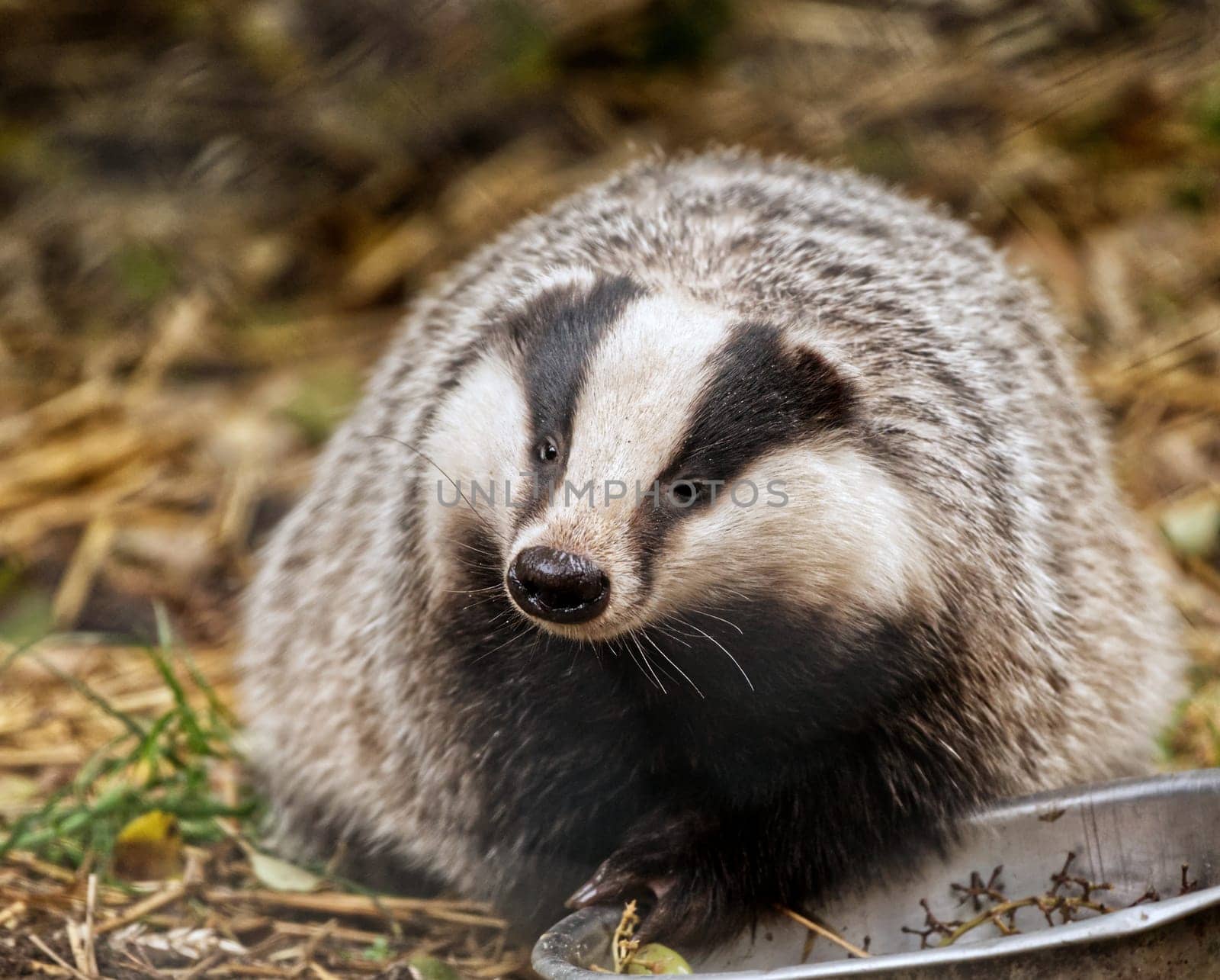 a europaeng badger eating during winter time