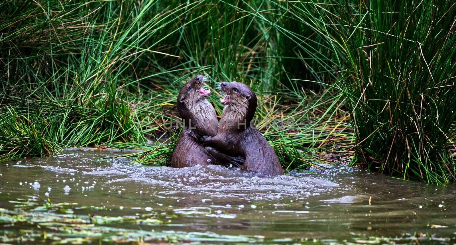 two otters playing in water, building a heart shape