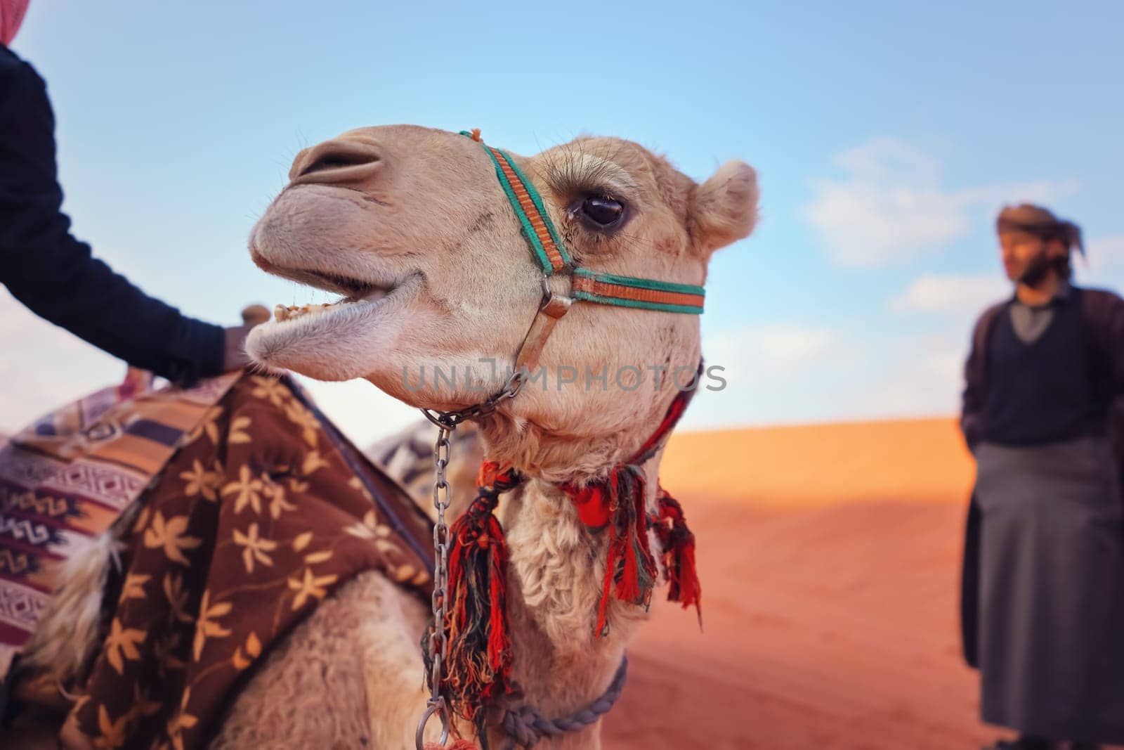 Camel resting on red sand Wadi Rum desert closeup detail to head, blurred local Bedouin man in background.