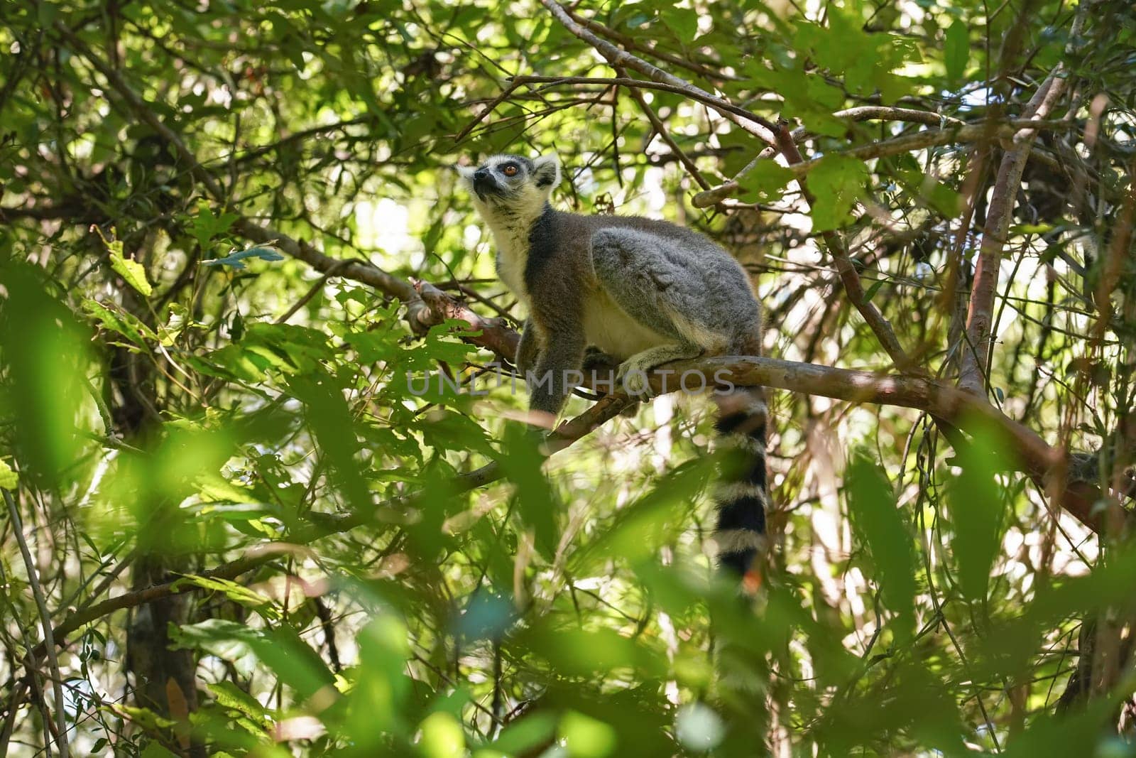 Ring-tailed lemurs Lemur catta sitting on tree in their natural habitat Madagascar forest.