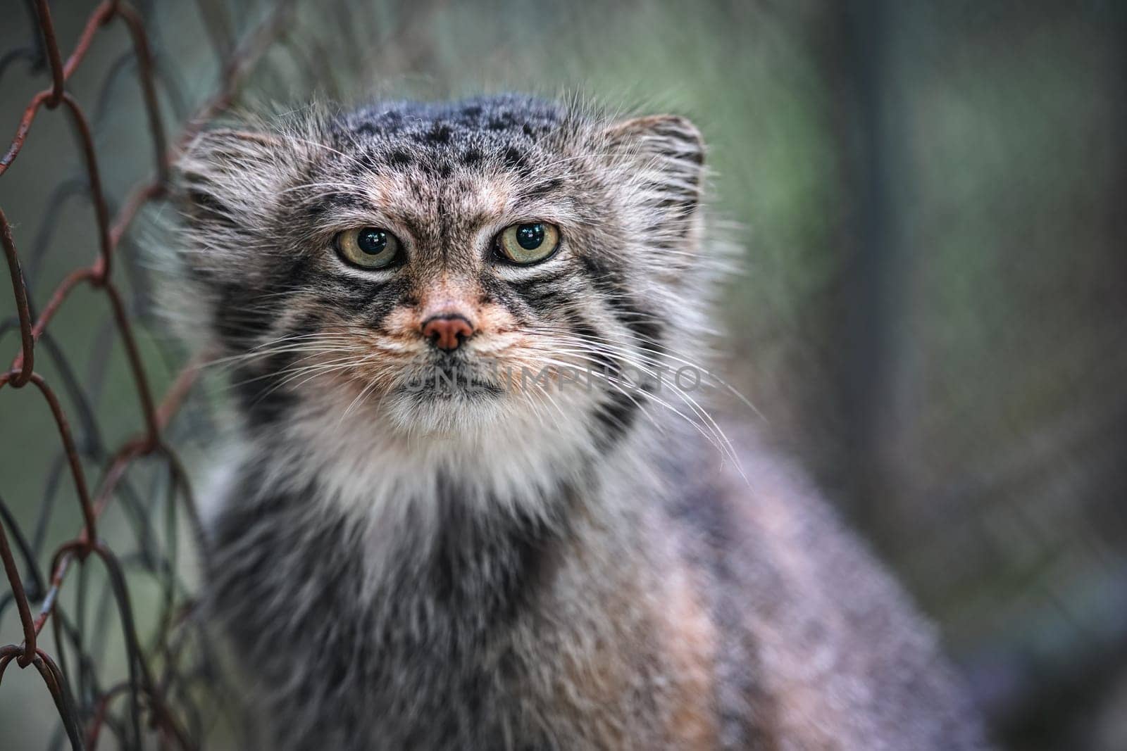 Pallas's cat - Otocolobus manul - resting near wired fence in zoo, closeup detail to head.