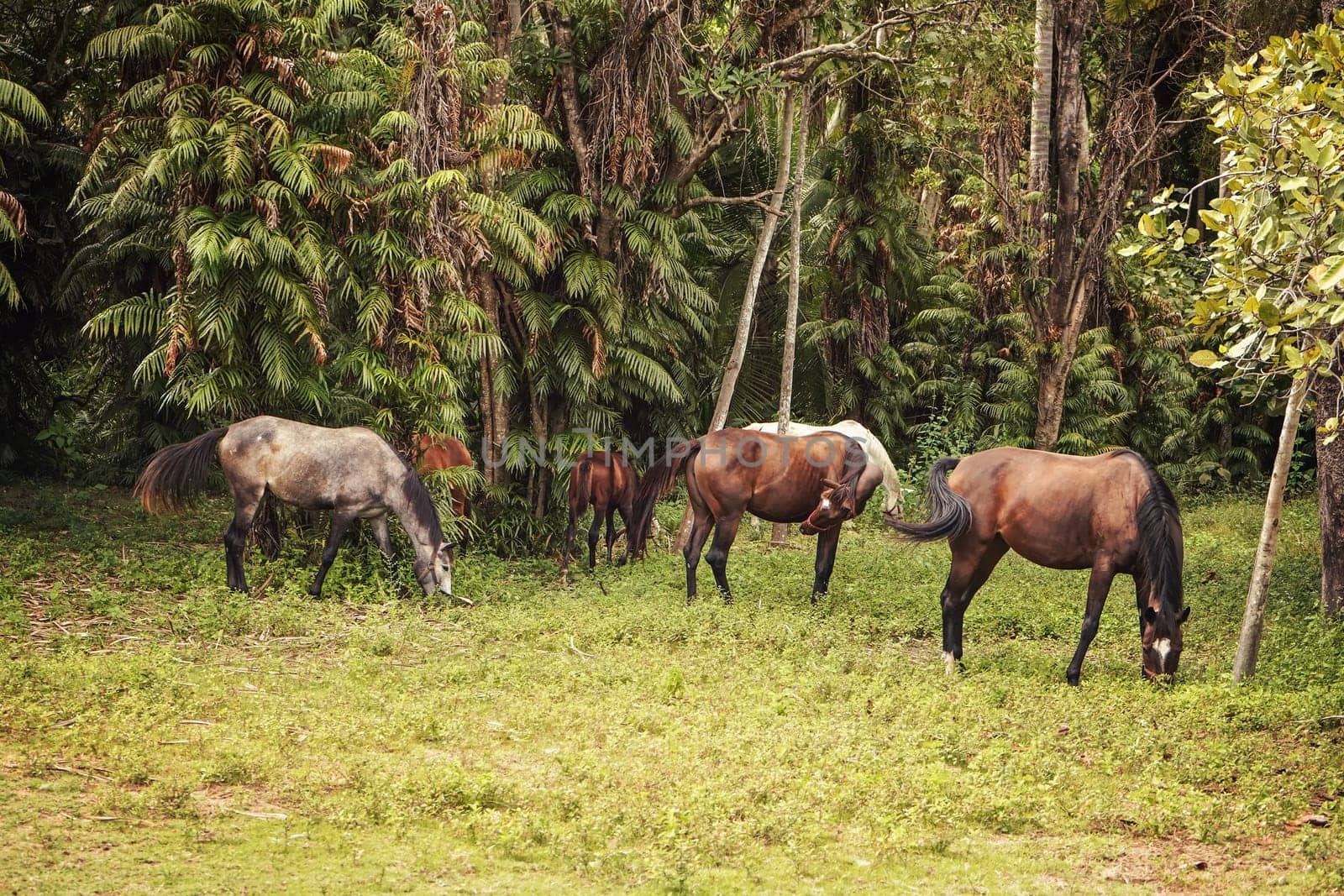 Group of white and brown horses grazing next to African jungle trees background, horseriding in Madagascar.