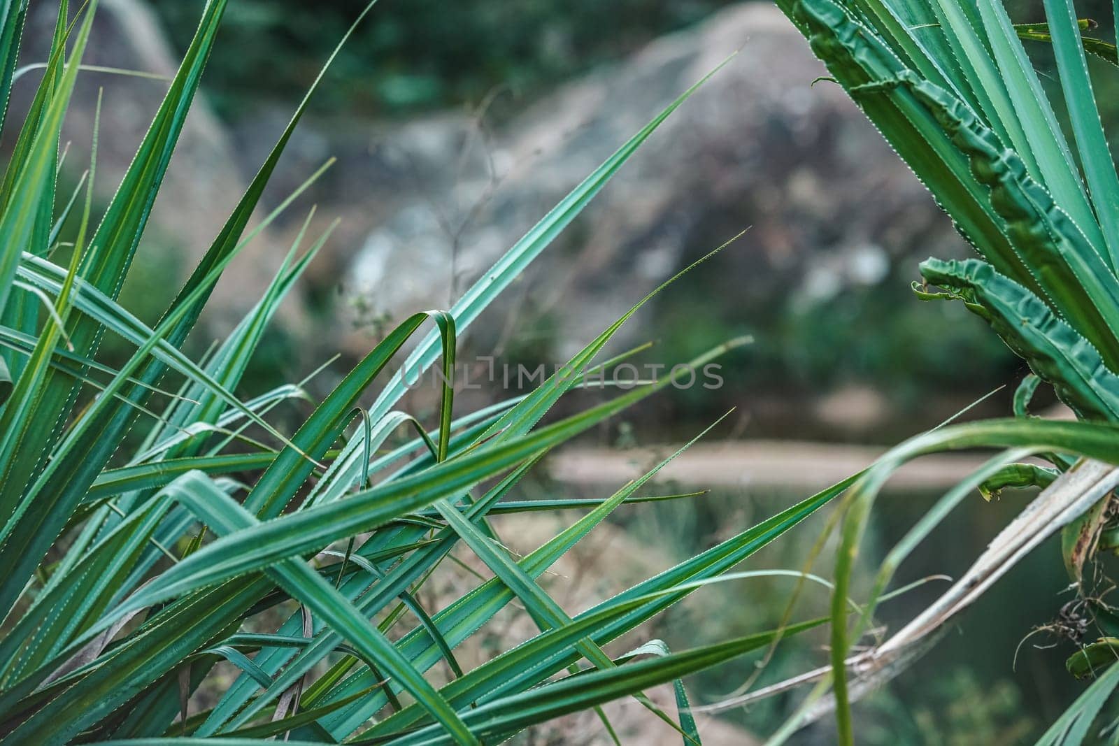 African rainforest jungle in Isalo park, close detail to green plants blades.
