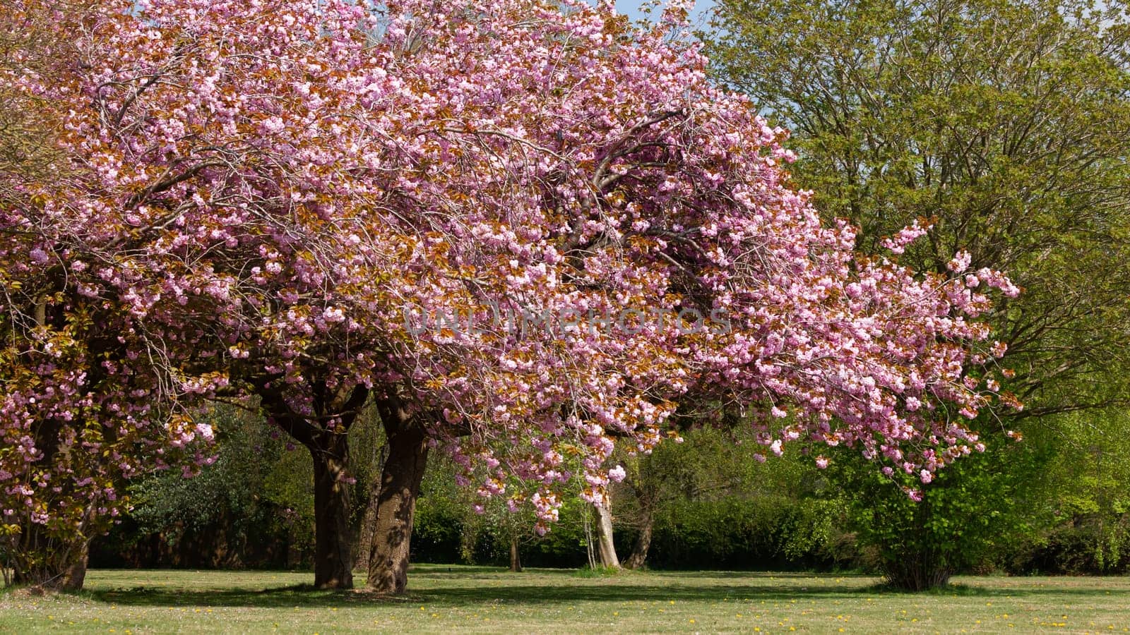 Cherry blossom pink trees in spring parkland in Norfolk England. Full bloom trees with pink petals