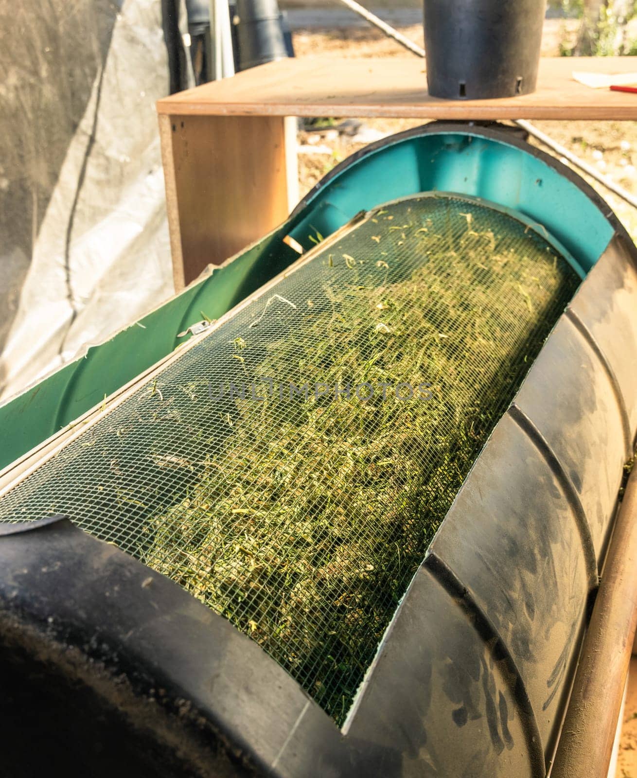 Marijuana buds in an electric trimmer machine. Organic Cannabis Sativa fabric. Legal medicinal marihuana with CBD for healthcare and medicine