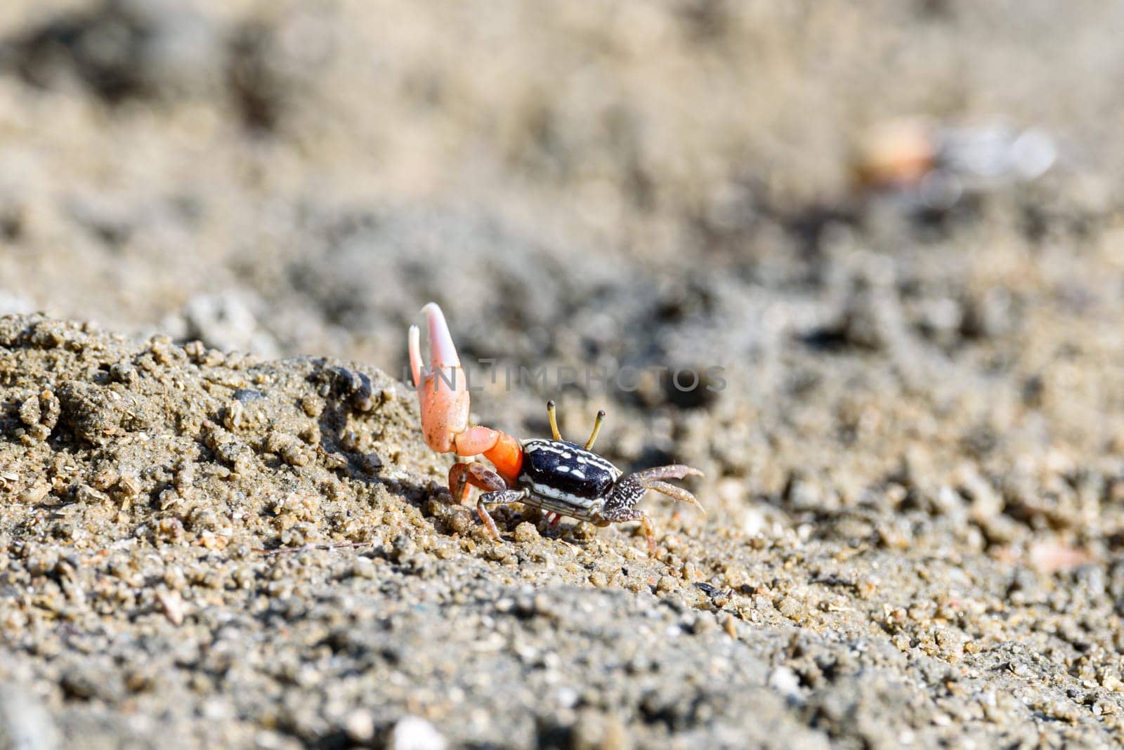 Fiddler crabs, Ghost crabs orange red small male sea crab colorful. One claw is larger and used to wave and act as a weapon in battle. wildlife lifestyle small animals living in the mangrove forest