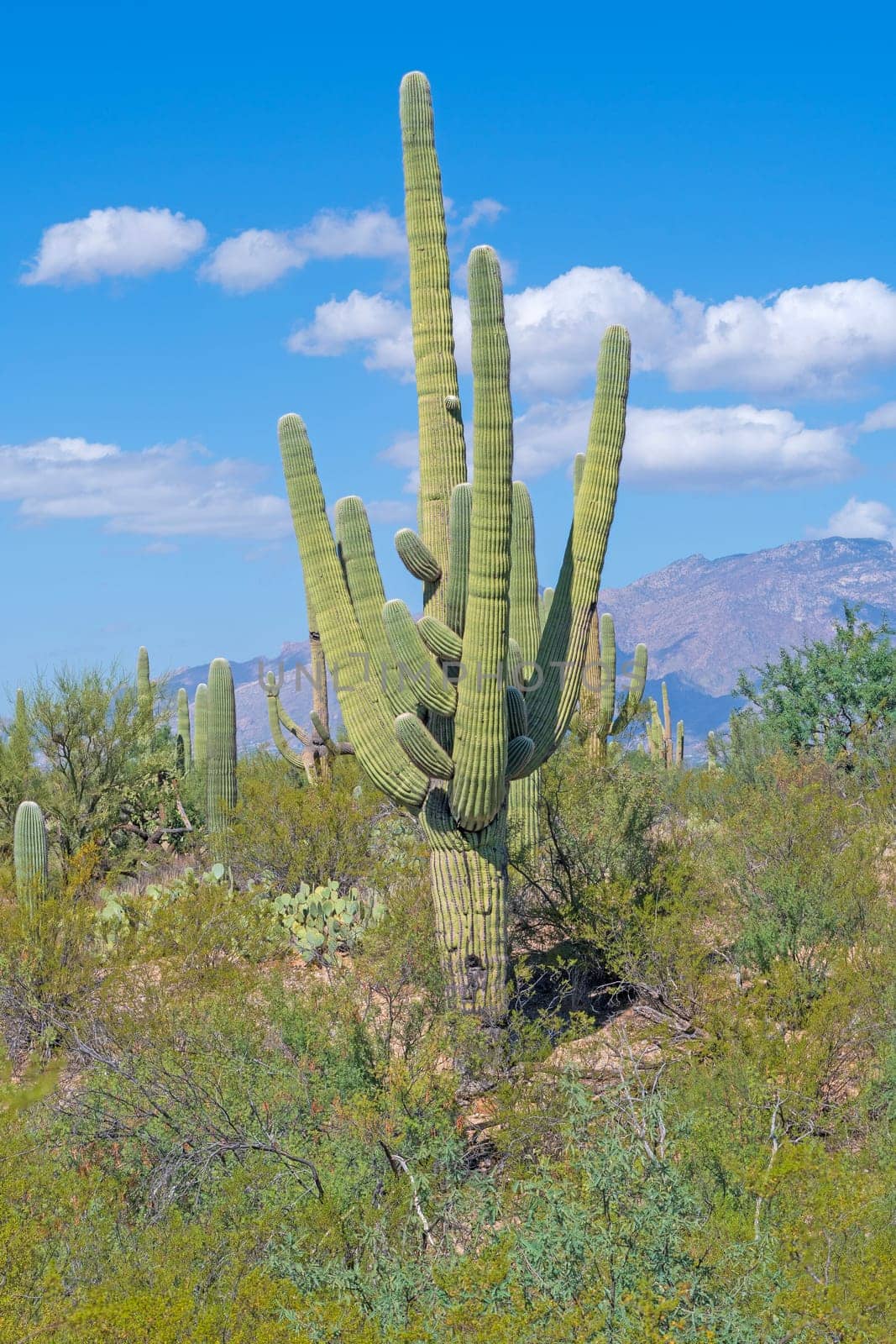 Many Armed Saguaro in the Desert in Saguaro National Park in Arizona