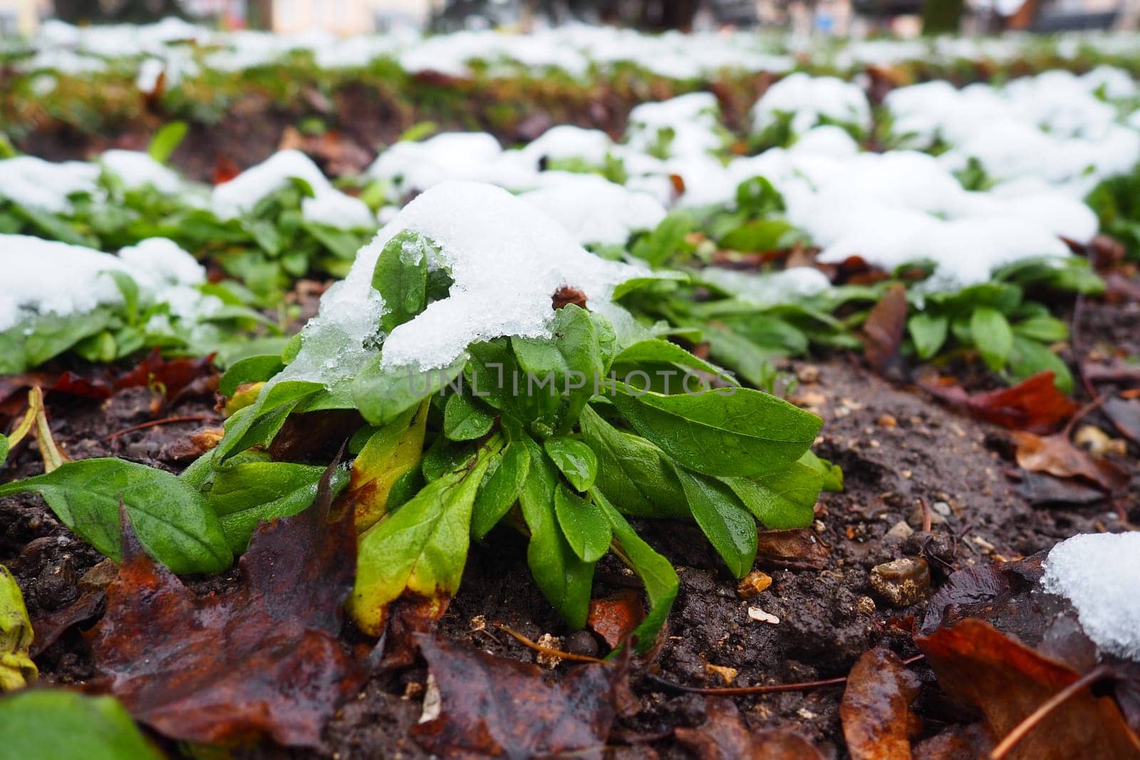 Green cultivated plant with leaves under fresh white snow. Snowdrift in the flowerbed. frost-resistant and cold-resistant flowers in the garden. First snow. Lawns in the city