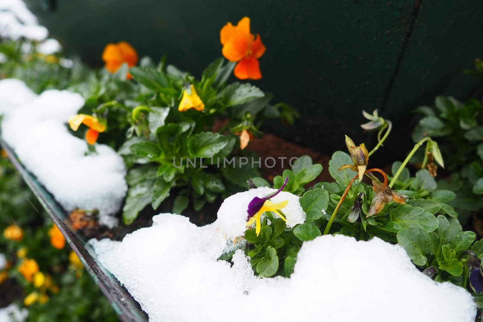Pansy plant with leaves and yellow flowers under fresh white snow. A snowdrift in a flower bed or in a flower box. Frost- and cold-resistant flowers in the garden. First snow. Lawns in the city