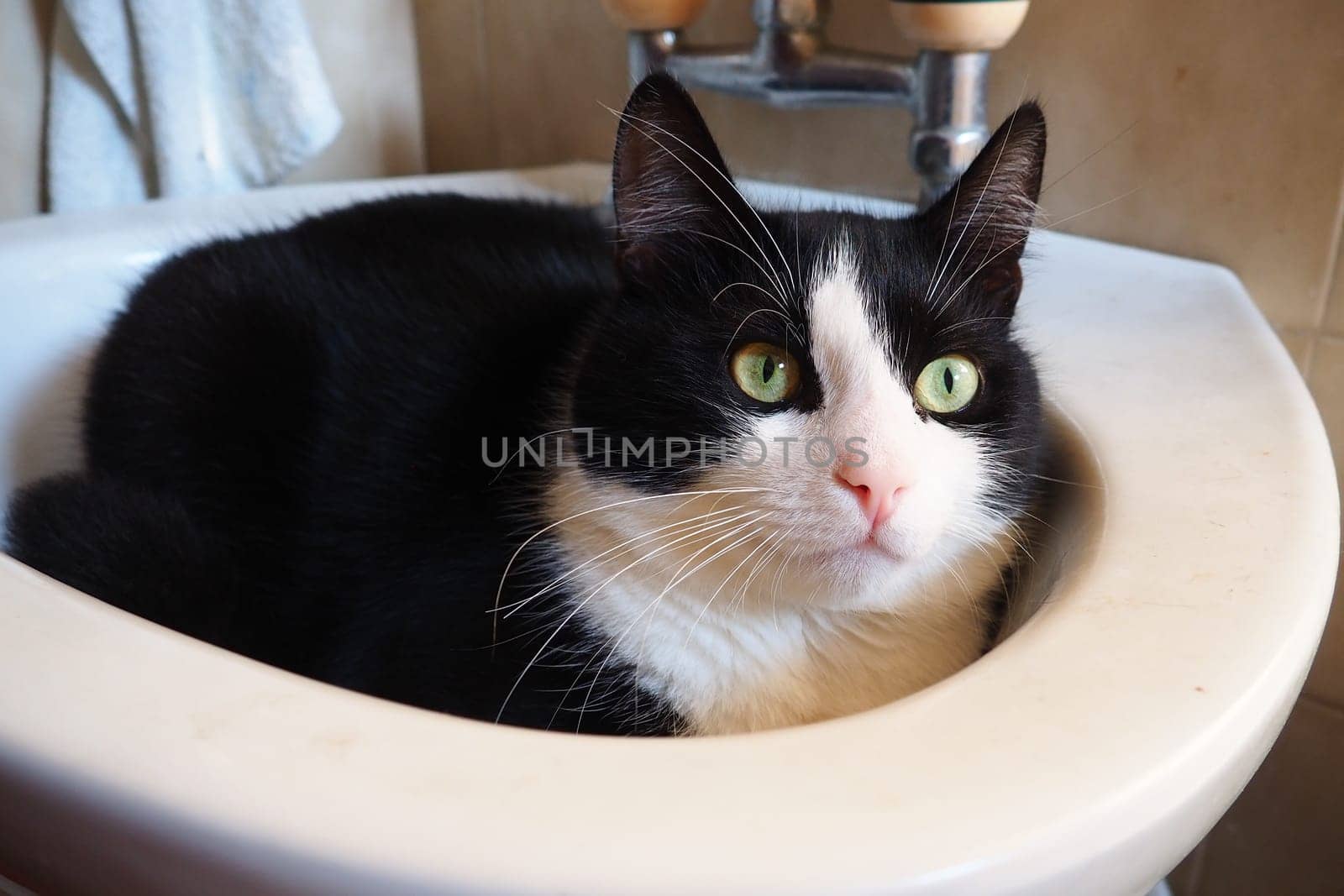 Black-and-white male cat Vasily got angry after waking up in the bathroom sink and looks around warily. A resting place for cats. Veterinary and pet care