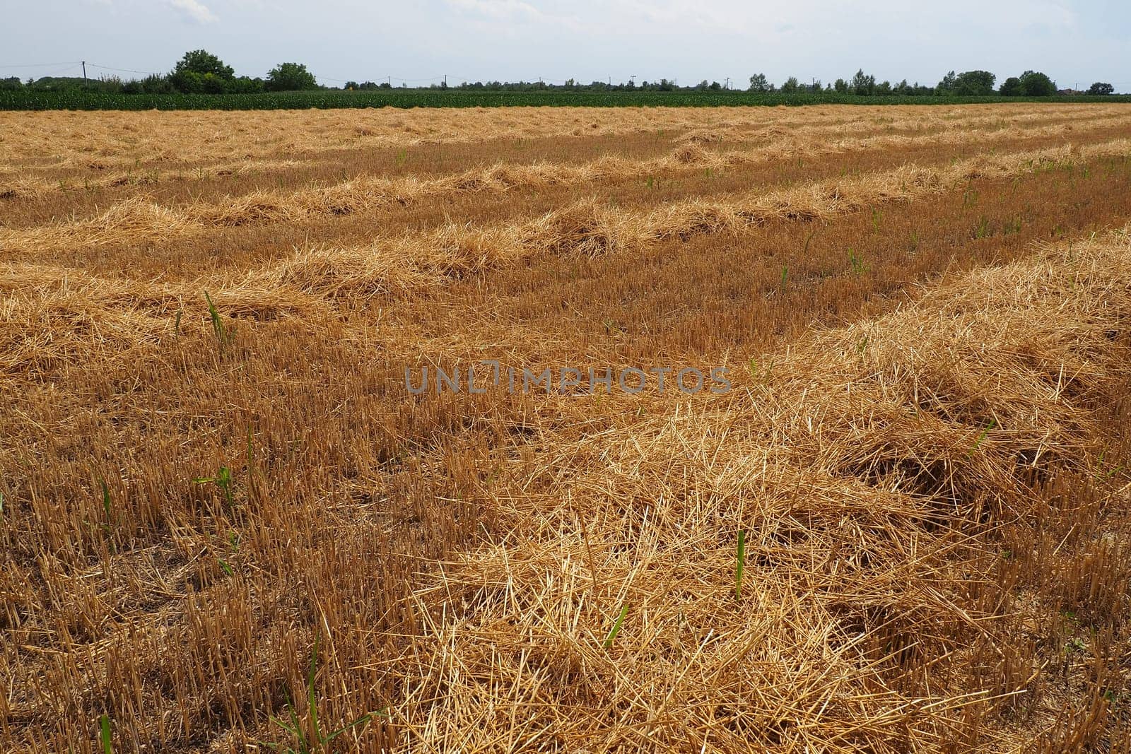 Hay and cake after wheat. Field with dry remains of cereal crops. Agricultural work. Serbia.