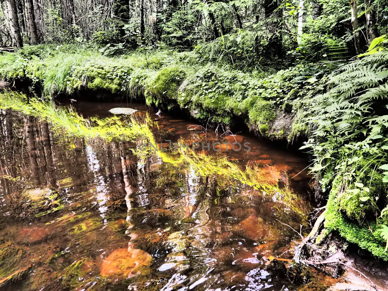 Taiga biome dominated by coniferous forests. Picea spruce, coniferous evergreen trees in the Pine family Pinaceae. Russia, Karelia. Forest river Orzega. Stone natural rapids, rusty ferruginous water