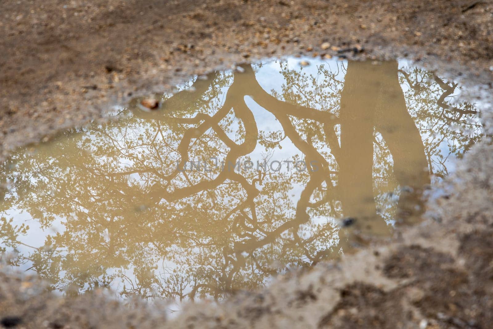 Reflection of a Tree in a Mud Puddle, picture taken in Paris, France