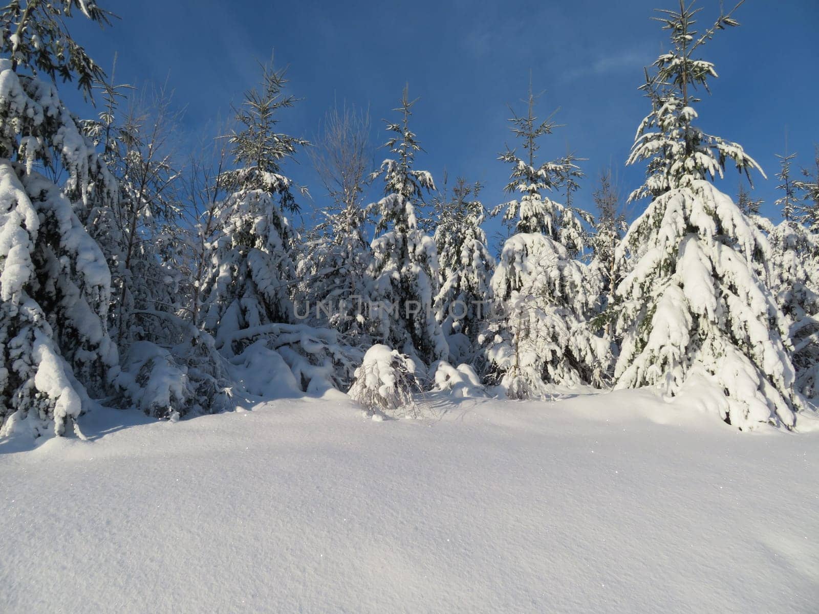 snow white cold winter beautiful ice cream trees landscape