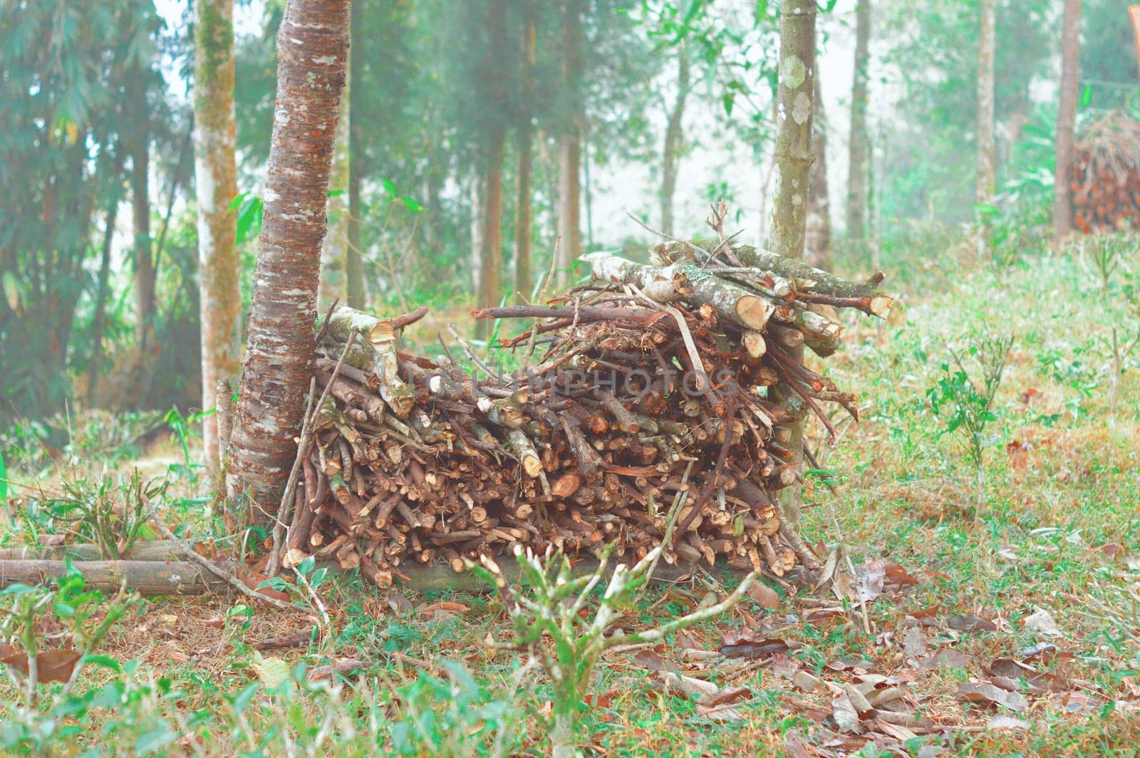 Cut of firewood store on a backyard Garden against mountain forest background. Tabakoshi Mirik West Bengal India