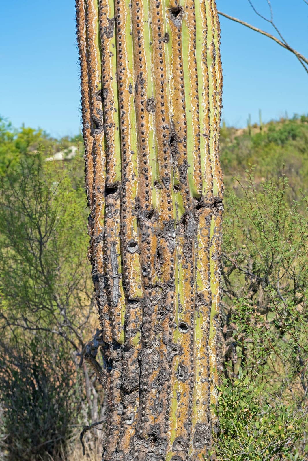 Aged and Damaged Trunk of a Saguaro Cactus in Saguaro National Park in Arizona