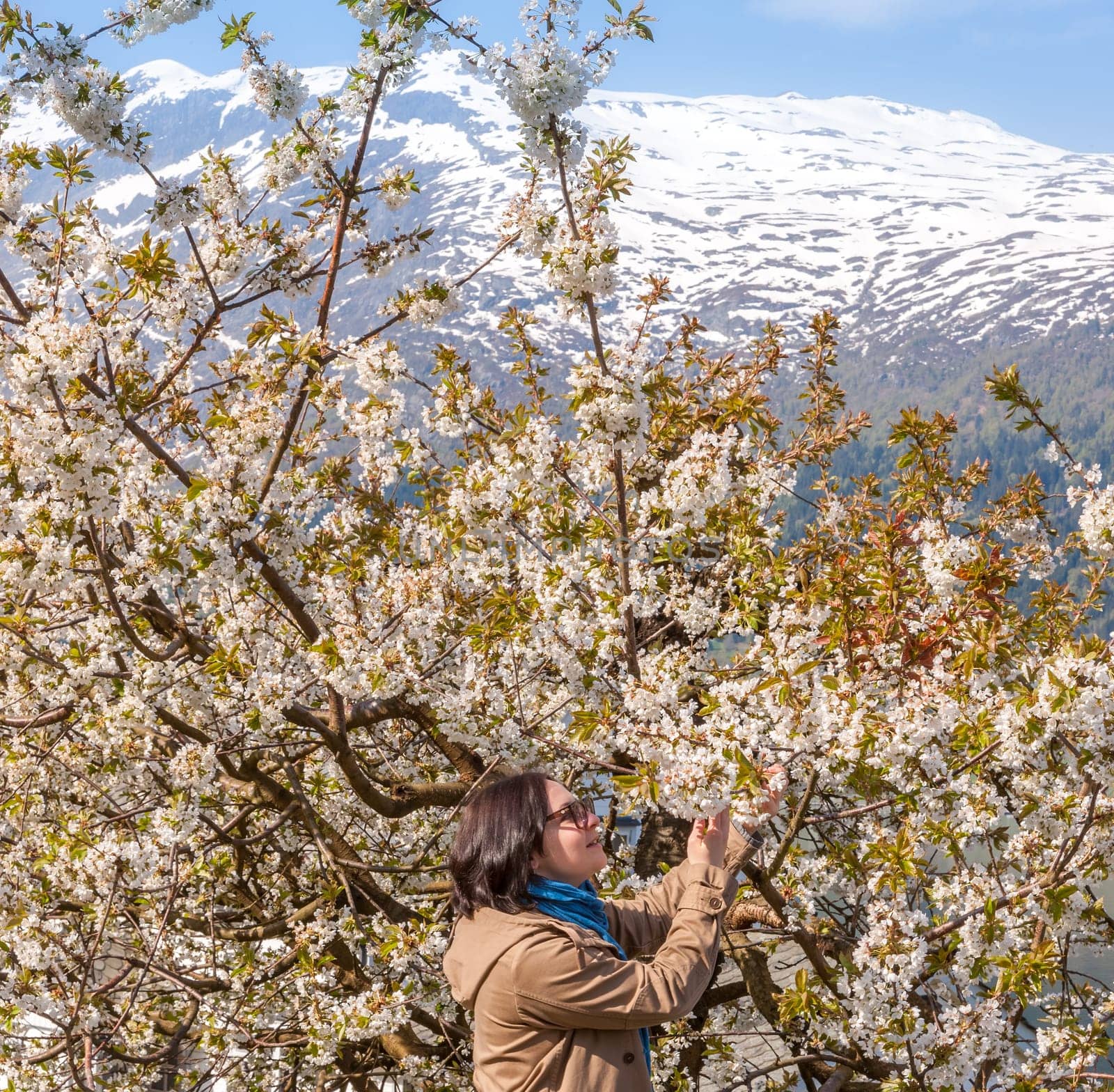 Landscape with mountains in Norwegian fjords in spring. view through the blooming cherry branch