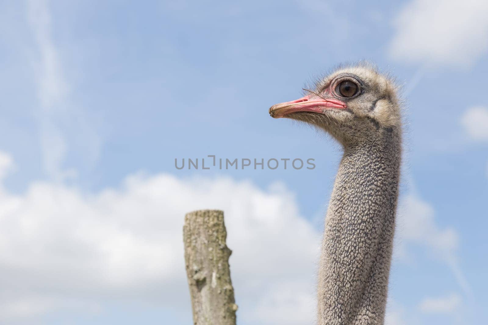 Head and neck of an ostrich bird