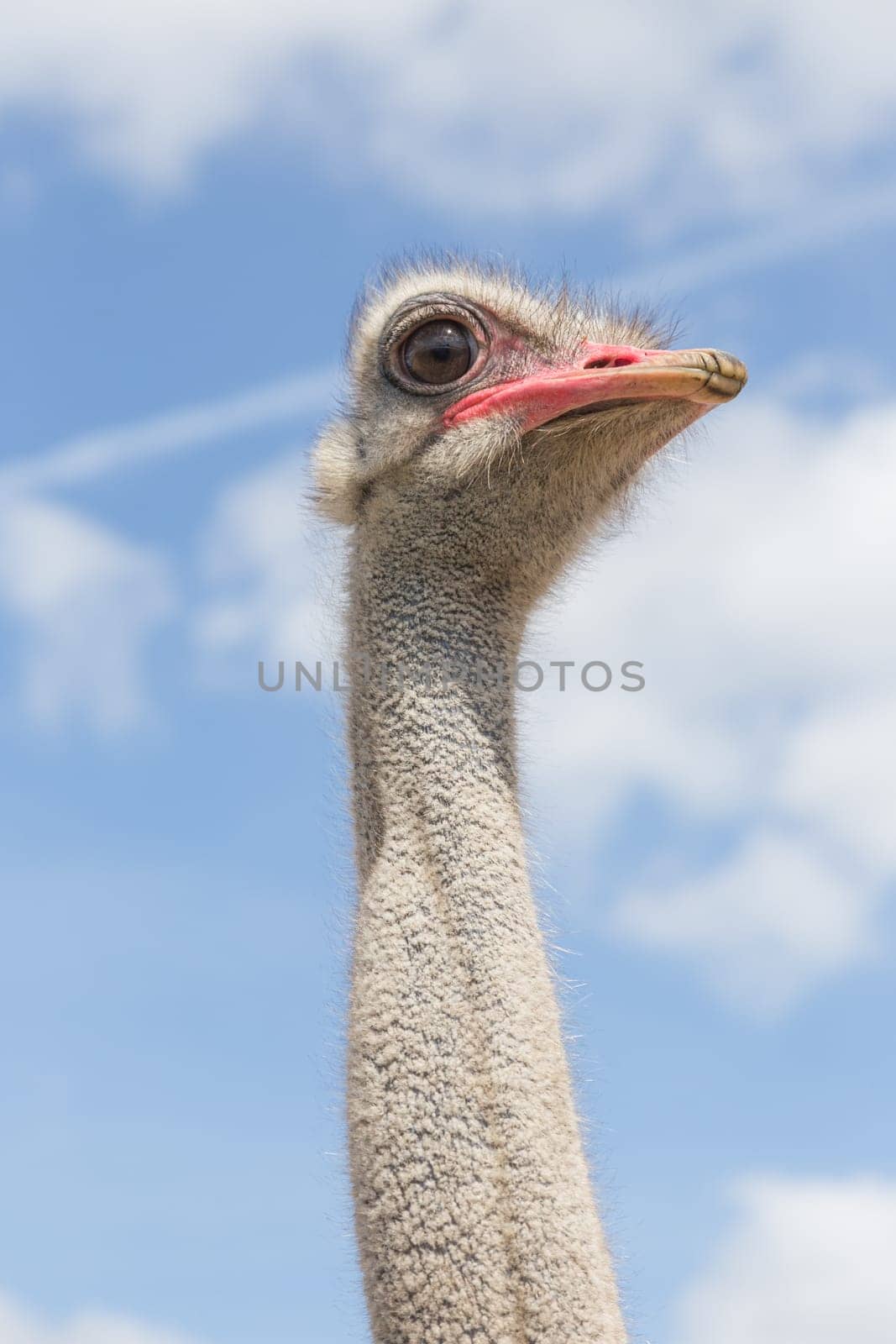 Head and neck of an ostrich bird