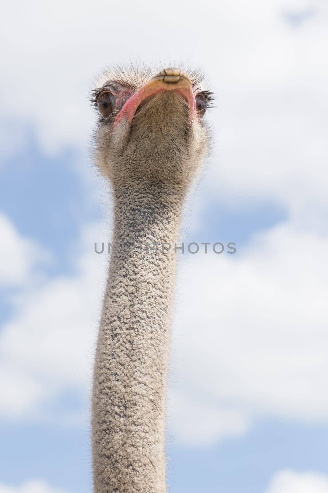 Ostrich head and neck taken from below