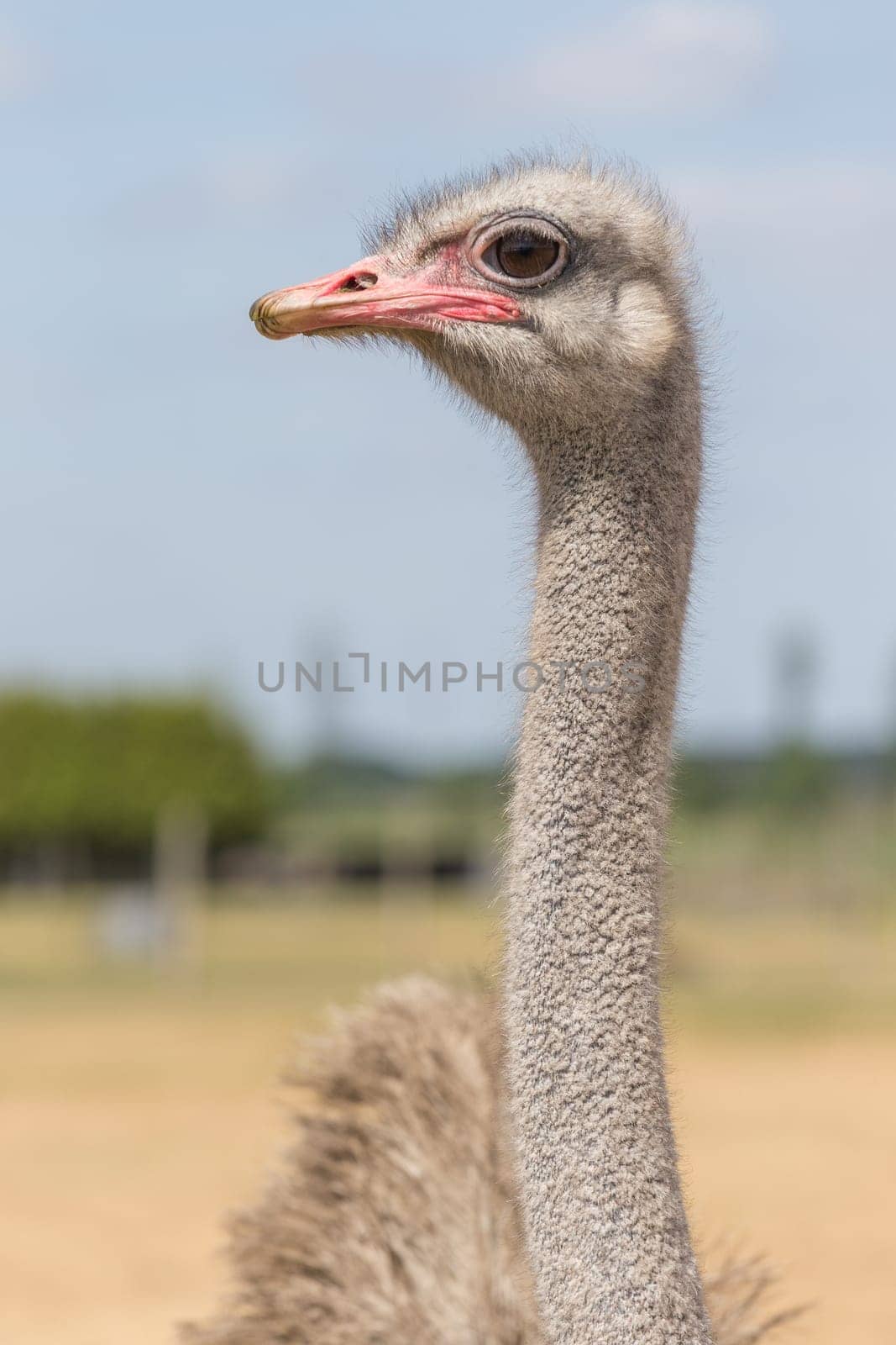 African ostrich on a pasture in Brandenburg