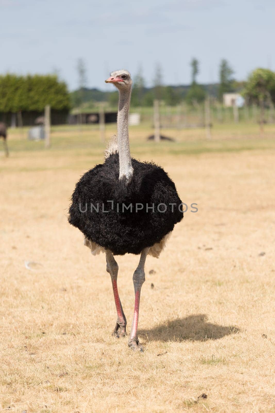 African ostrich on a pasture in Brandenburg