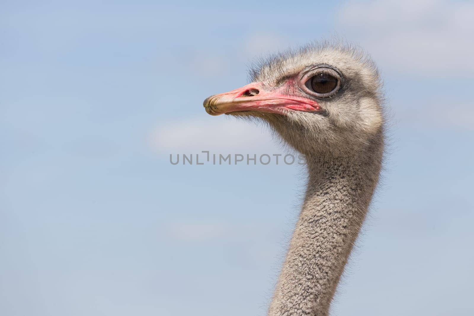 Head of an African ostrich