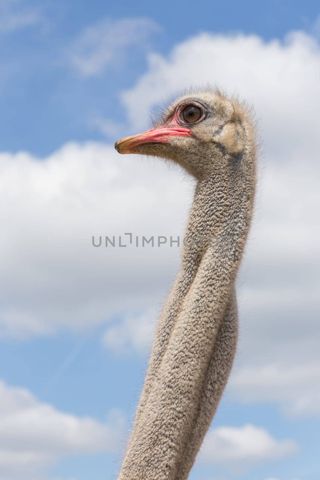 Head and neck of an ostrich bird