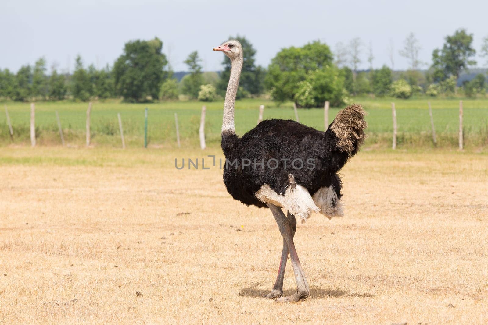 African ostrich on a pasture in Brandenburg