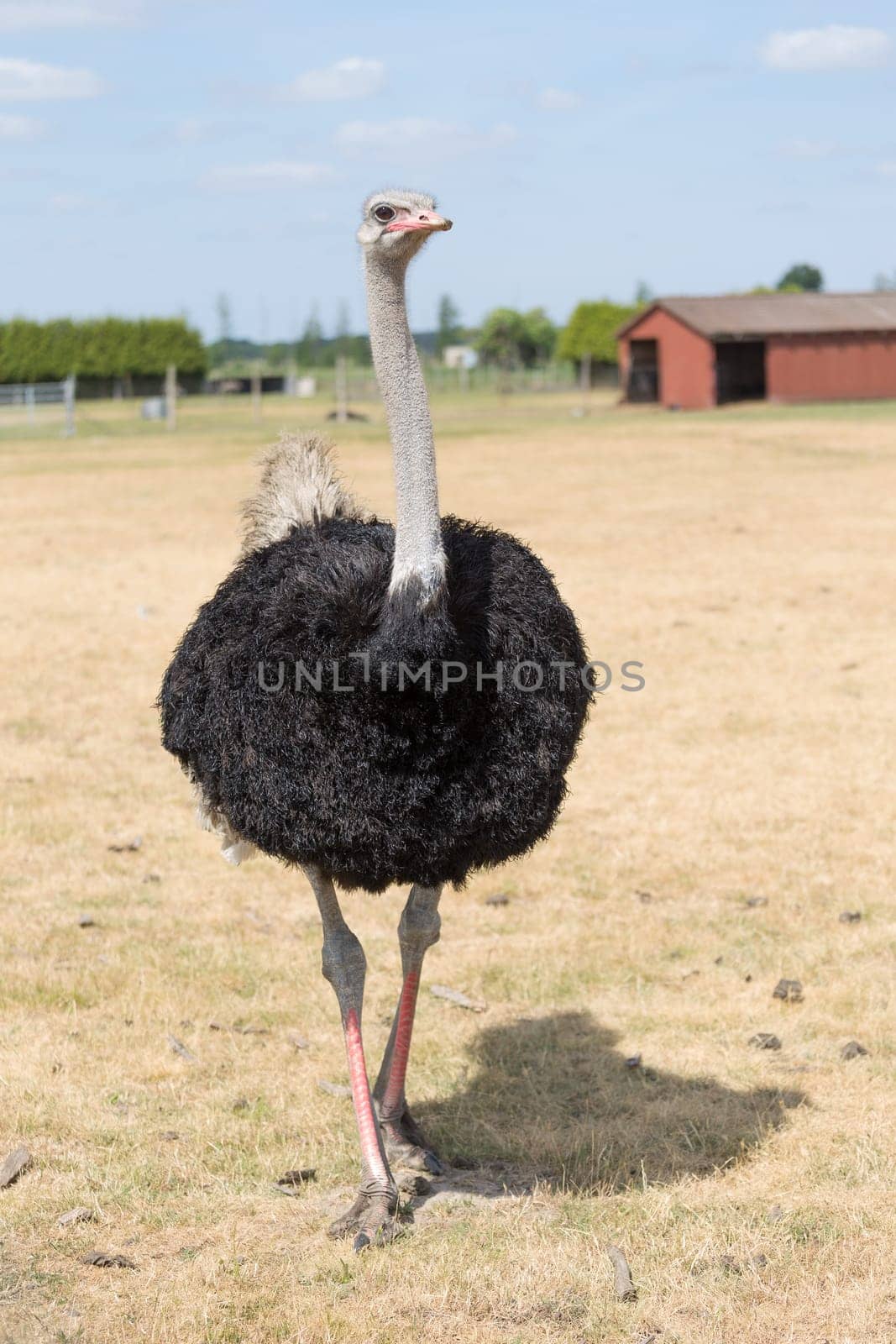African ostrich on a pasture in Brandenburg