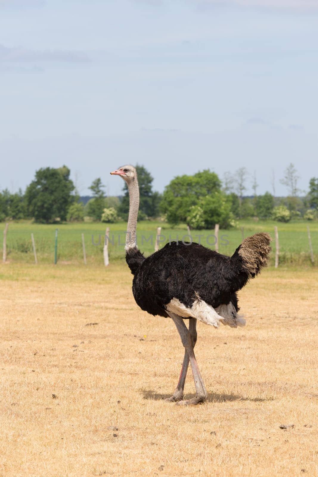 African ostrich on a pasture in Brandenburg