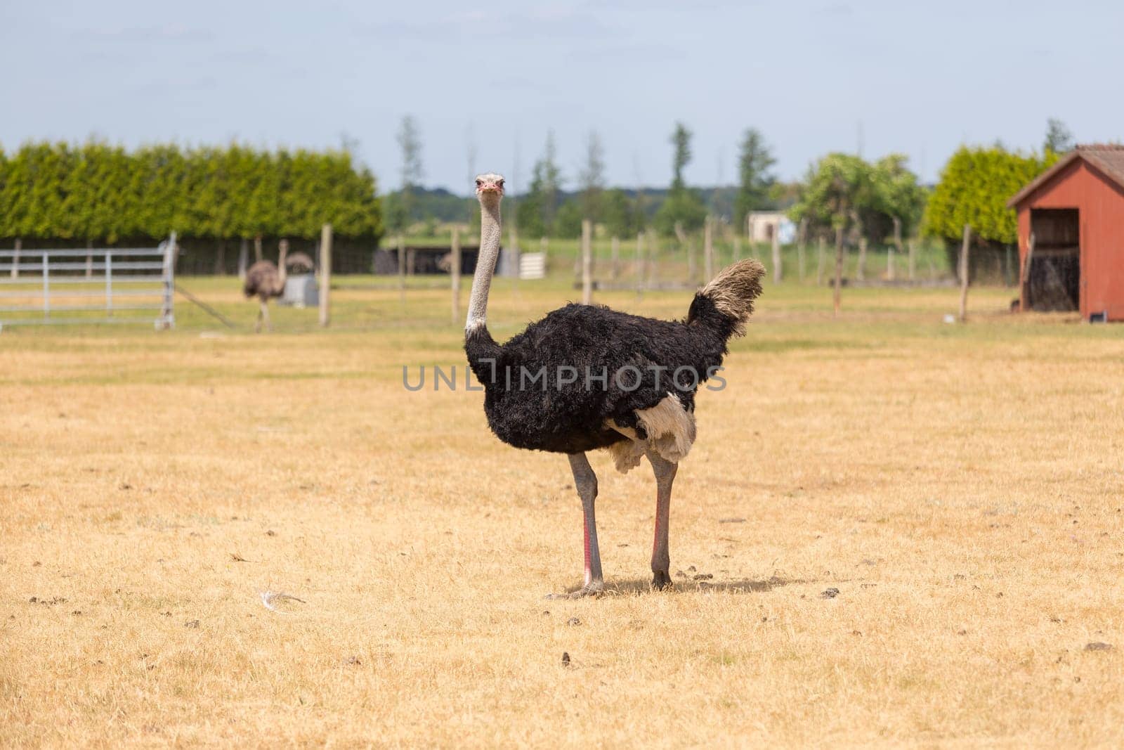 African ostrich on a pasture in Brandenburg