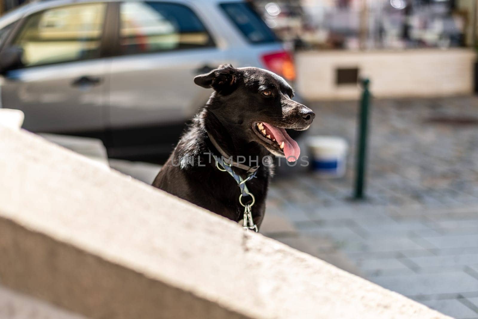 Dog sitting on the stairs and waiting for its Master in Vilshofen in Bavaria, Germany