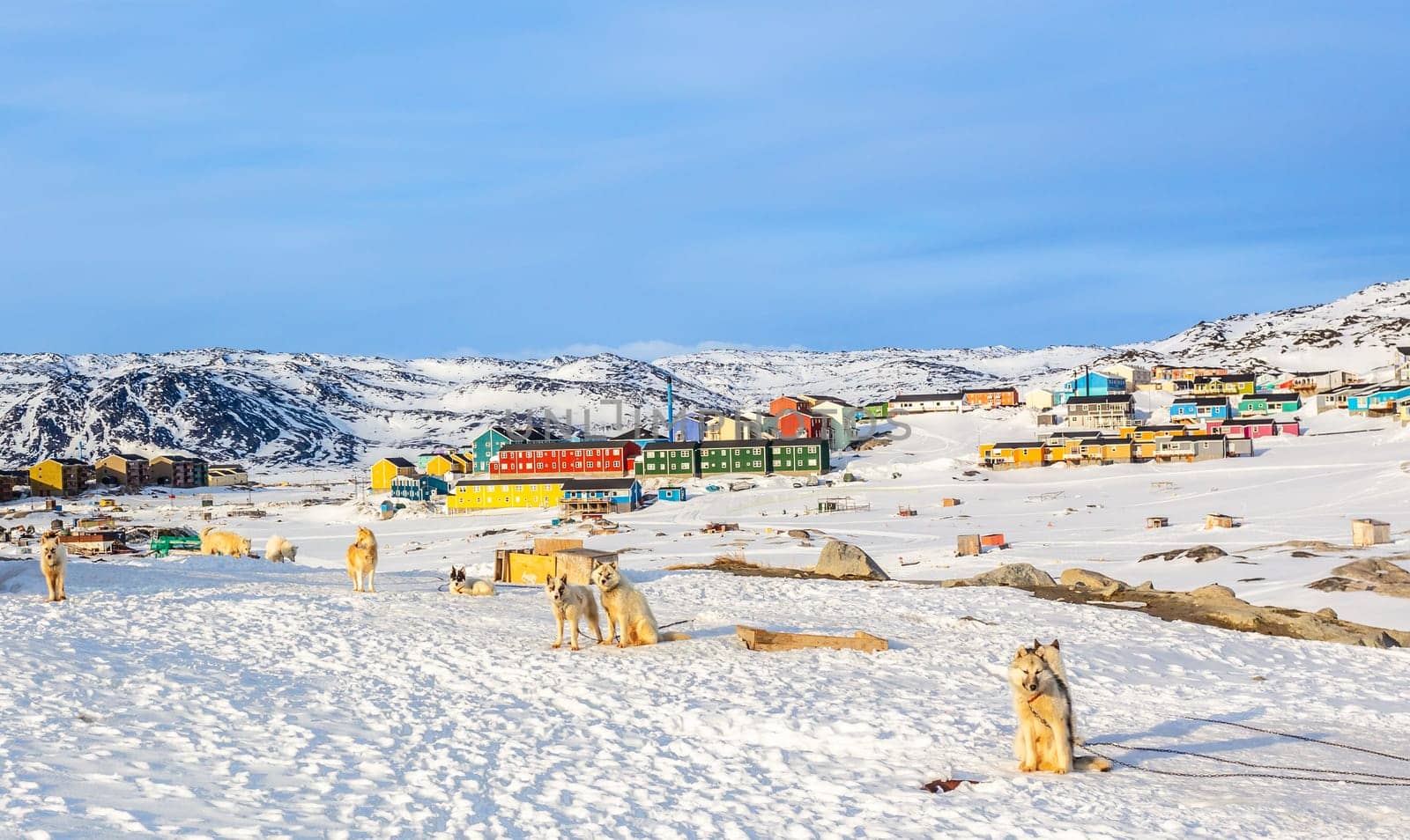 Sledding dogs and Inuit houses on the rocky hills covered in snow, Ilulissat, Avannaata municipality, Greenland